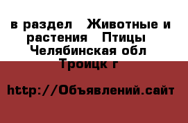  в раздел : Животные и растения » Птицы . Челябинская обл.,Троицк г.